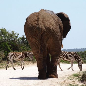 Addo Elephant Park, Zuid-Afrika